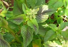 Image result for Amaranthus thunbergii