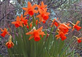 Red Daffodils Daffodils Daffodil Photos Plants
