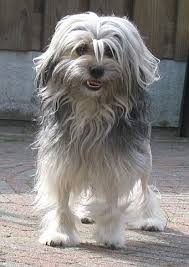 Again your dog will learn the 21 skills that all family dogs need to know. Lowchen Dog Breed Health