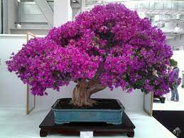 (#1) azalea bonsai in full bloom, by makoto tsuji. Top 10 Flowering Bonsai Trees Bonsai Empire