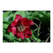 They're popular in bridal bouquets or as an informal arrangement in a jar on your kitchen island. Paeonia Delavayi Maroon Tree Peony Broken Arrow Nursery