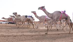 Could someone tell me if there is still races now (march and april 2018) ? Sultan Bin Zayed Attends Camel Race Sports Emirates24 7