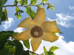 Image result for Uvaria