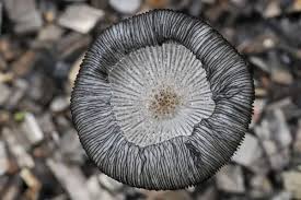 Image result for Coprinus lagopus