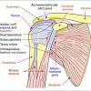 The shoulder joint offers a fuller range of motion than any other joint in the the bicep has two shoulder tendons: 1