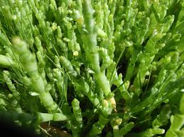 Image result for Sarcocornia natalensis