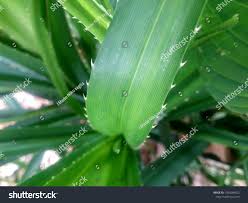 Image result for Pandanus candelabrum