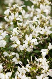 Image result for Cleome schimperi