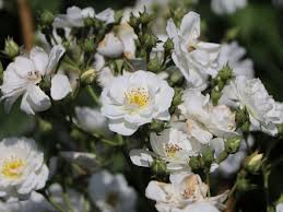 There are no comments for climbing rose (rosa 'rambling rector'). Ramblerrose Rambling Rector Expertenwissen Zu Dieser Rose