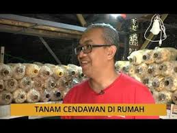 Assalamualaikum, harini saya cuba tanam cendawan sisir /kukur dan cendawan tiram. Tanam Tanam Cendawan Di Rumah Youtube