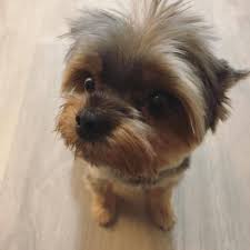 The current median price of morkie yorkteses in florida is $1,622.50. Puppies For Sale In Florida Home Facebook