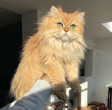 Untitled In 2020 Cats Animals Cute Animals