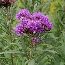 Image result for Vernonia lasiopus