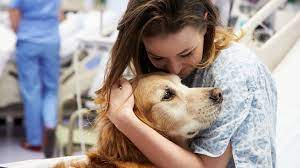 How To Train A Puppy To Be A Therapy Dog