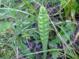 Image result for Elytraria