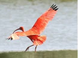 Wie zijn de taliban en wat. Rode Ibis Gespot In Wase Polders Sint Gillis Waas Het Nieuwsblad Mobile