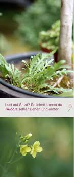 Pin Auf Krauter2