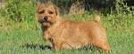 Norfolk Terrier Dog Breed Profile | Petfinder