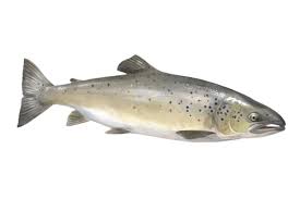 Salmon Atlantico Guia De Pescado Pngtree ofrece más de salmon png e imágenes vectoriales, así como imágenes transparentes de fondo salmon imágenes prediseñadas y archivos psd. salmon atlantico guia de pescado