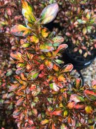 Image result for Coptosperma zygoon