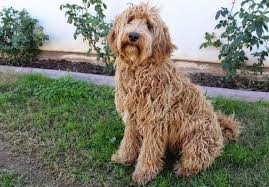 This means that a labradoodle puppy may more closely resemble a poodle or a labrador retriever, with. How Often Should Labradoodles Be Groomed Labradoodle Home