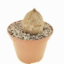 Image result for Kedrostis africana