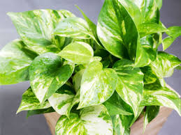 The general growing conditions and care are similar for both plants, so misidentification should not be a problem for most uses. Pothos Plant Care Growing Watering Requirements Propagation Plant Index