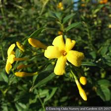 Image result for Jasminum
