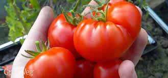 How to sow and grow Best Tomato Varieties