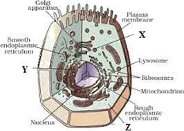 We did not find results for: Download Hd Image Of The Animal Cell Diagram Of Plant Cell Class 9 Transparent Png Image Nicepng Com