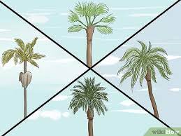They offer lots of different types and varieties, but they all present a lush, tropical look to any space. How To Plant A Palm Tree 15 Steps With Pictures Wikihow