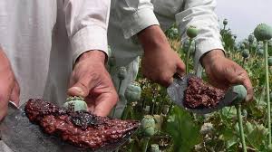 El cultivo de opio en afganistán, el mayor productor mundial de la sustancia, creció un 10 por ciento en 2016 hasta alcanzar las el aumento del 10% en el cultivo de opio se debió a la inseguridad. Afganistan El Imperio Del Opio Lasdrogas Info