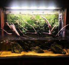 Turtle Paludarium Tank In 2020 Freshwater Aquarium Fresh Water Aquarium