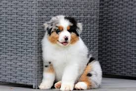 C'est un chien bien proportionné, avec des yeux en amande et des oreilles triangulaires, particulièrement intelligent. Chiot Elevage Du Domaine Du Boisgeloup Eleveur De Chiens Berger Australien