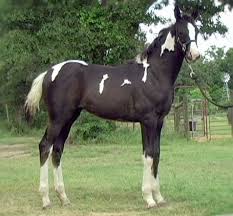 Black And White Paint Horses For Sale In Texas Pin On Art