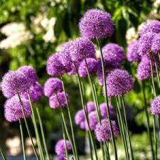 Image result for Alliaceae