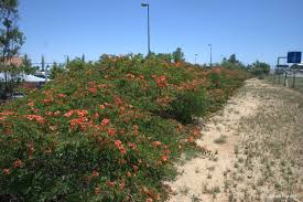 Image result for Bauhinia galpinii
