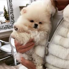 Black And Brown Pomeranian Price Pomeranian Puppies For Sale Get Pics And Price On Pomeranian Pomeranian Puppy For Sale Pomeranian Dog Baby Animals Funny