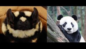 The following 10 files are in this category, out of 10 total. Spesies Baru Dan Unik Kelelawar Yang Mirip Panda Foto Tempo Co