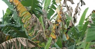 Guest Post How Climate Change Could Accelerate The Threat Of Crop Diseases Carbon Brief