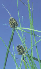 Image result for Kyllinga robinsoniana