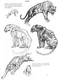 Zoocanvas From The Art Of Animal Drawing By Ken Hultgren Kitties Animal Drawings Animal Sketches Tiger Drawing