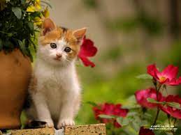 Gambar Kucing Lucu Gambargambar Keren Cute Animals Cats And Kittens Kittens Cutest
