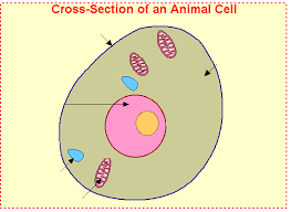 Additionally, some organelles will be highly abundant in certain cells and not others. Pencil Animal Cell Drawing With Label Novocom Top