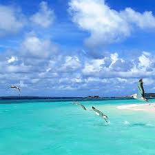 Bird Watching Activities At Kei Island Kakabantriptokei Tual Pulaubair Met Afbeeldingen Molukken Kut