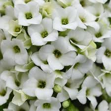Image result for Kalanchoe blossfeldiana