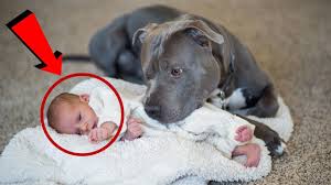 Pitbull Bebege Oyle Bir Sey Yapti Ki Sebebini Anlayinca Annesi Sok Oldu Youtube