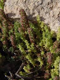 Image result for Multidentia sp. A