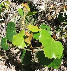 Image result for Rhoicissus tomentosa