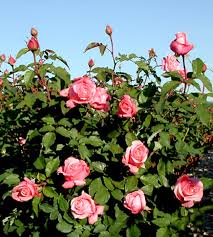 Belindas dream has exceeded my expectations. Plantanswers Plant Answers Belinda S Dream Rose